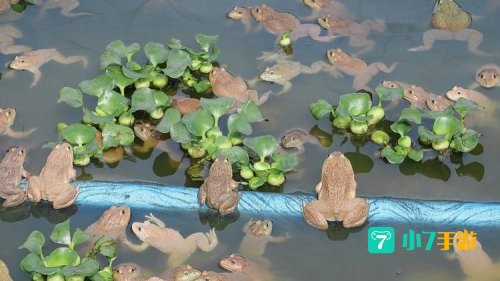 蛙下载