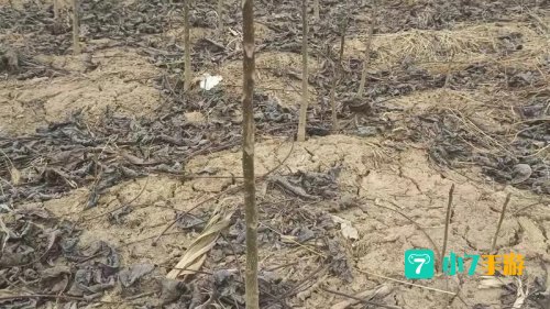 最大的核桃种苗输出地