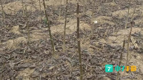 最大的核桃种苗输出地